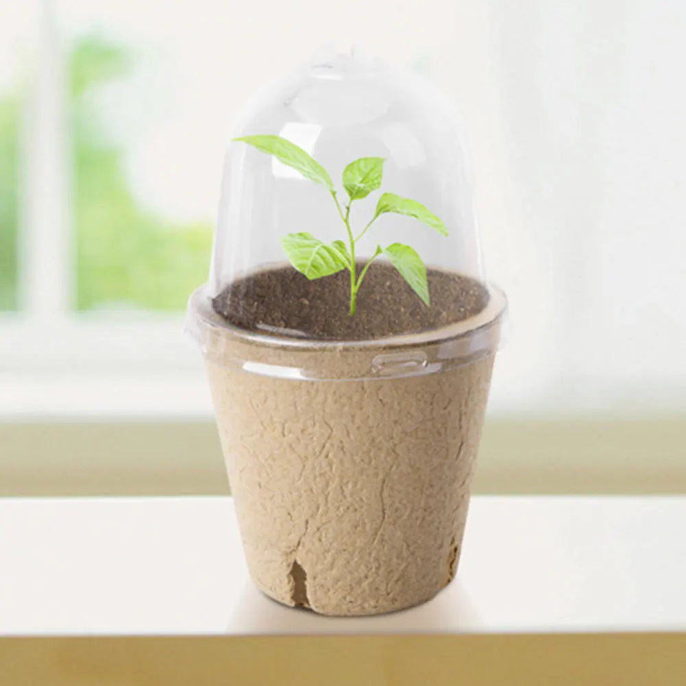 10Pcs Seedling Cup Seedling Pot Transparent Lid Greenhouse Breeding Box Biodegradable Plant Growing Cup Versatile for Gardening Peaceful Pleasures Health and Wellness