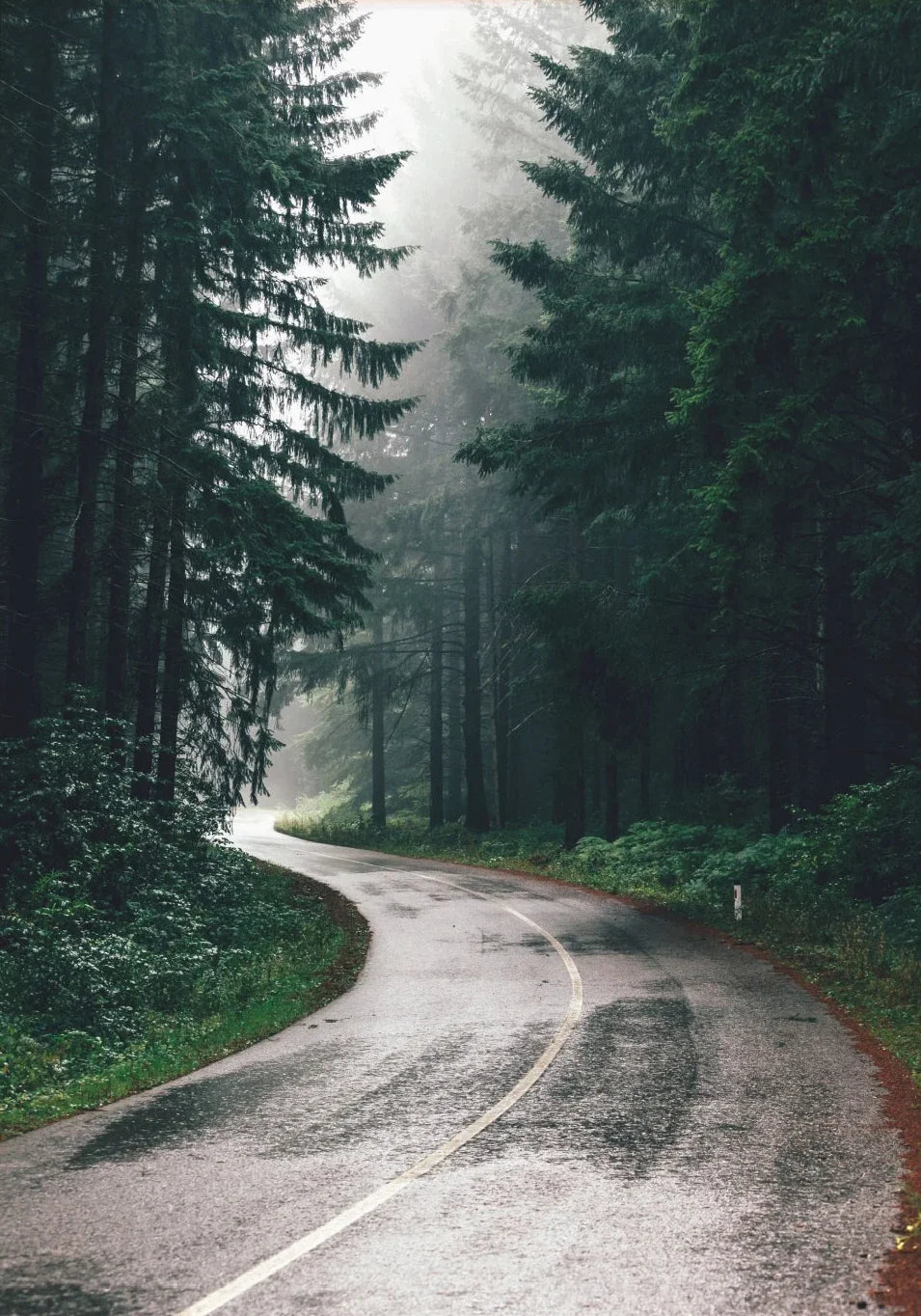Foggy Green Forest Mountain Canvas Wall Art | Landscape Print