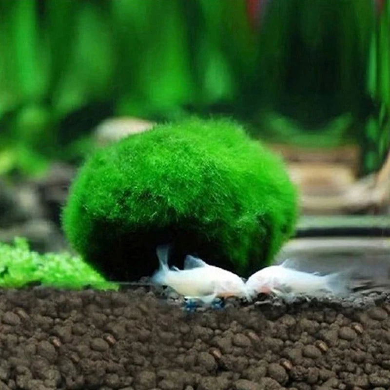 Artificial Marimo Moss Ball 3-4cm | Fish Tank Aquarium Decor