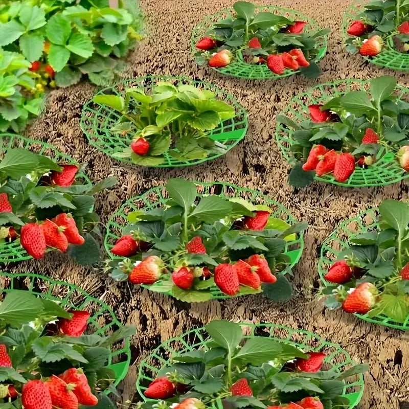 Strawberry & Watermelon Plant Support Frames – 5/10 Pack