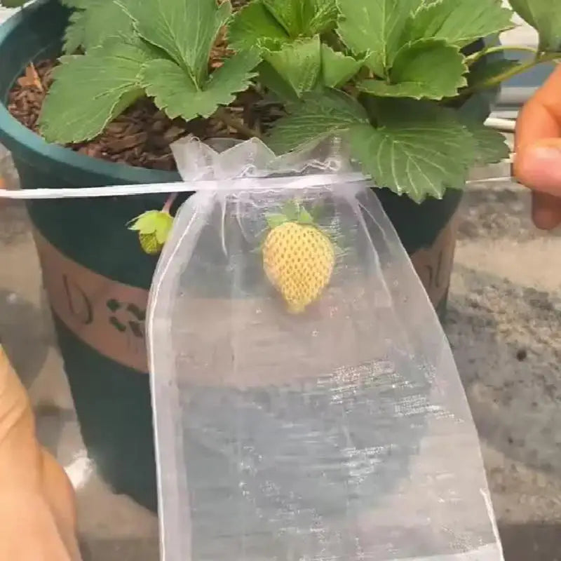 50/100Pcs/Pack White Fruit Protection Bags Organza Reusable Drawstring Pocket Garden Fruit Mesh Bag Peaceful Pleasures Health and Wellness