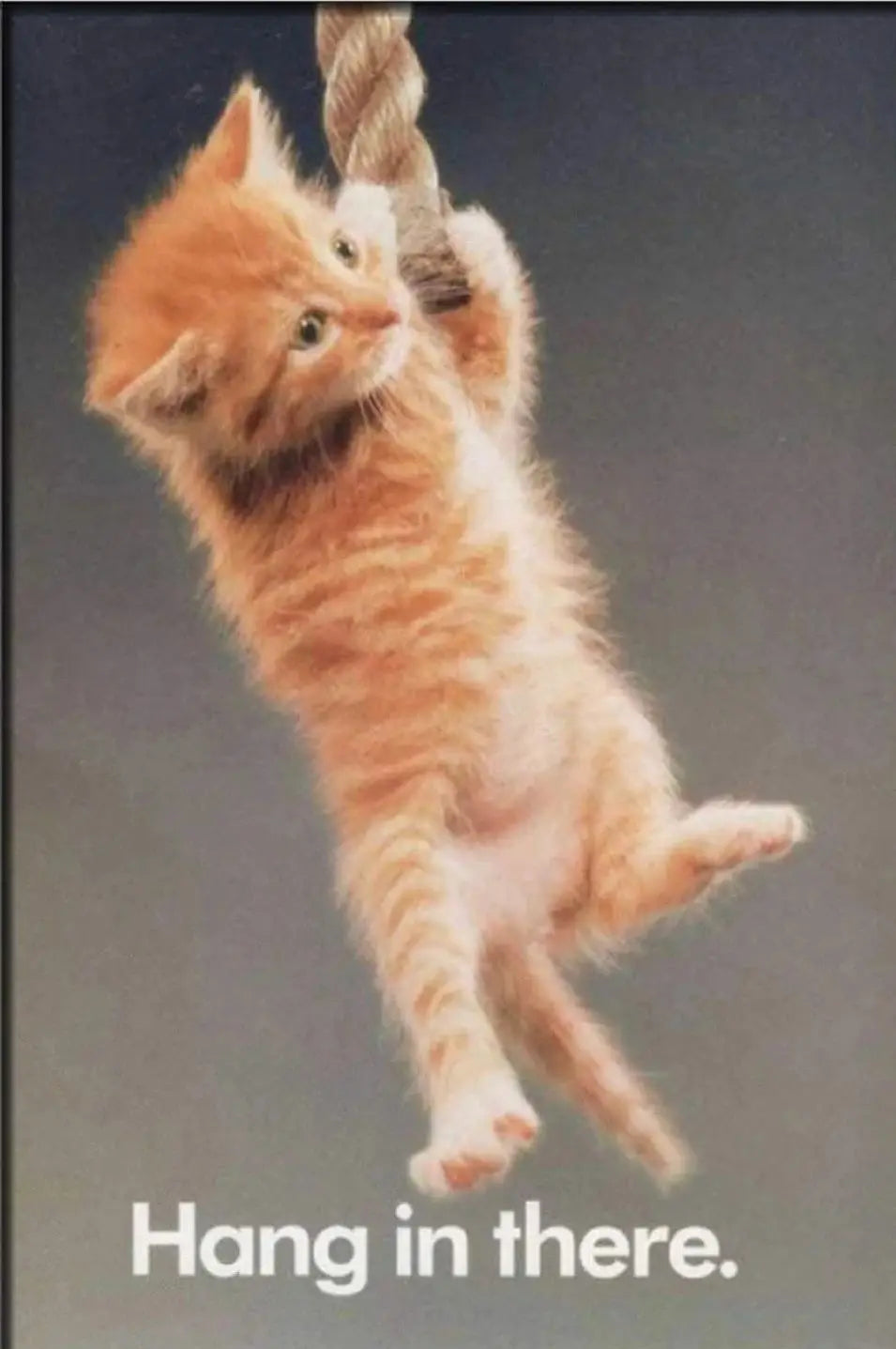 Cute Cat Yoga Canvas Wall Art | Hang In There Pet Poster