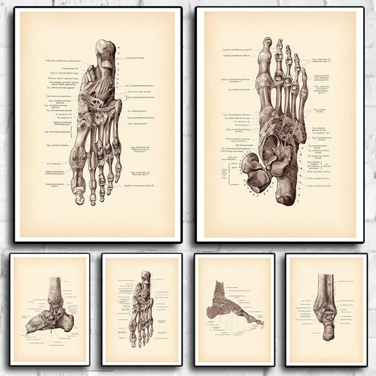Anatomical Foot Print Vintage Canvas Wall Art | Medical Decor Canvas Wall Art Peaceful Pleasures Health and Wellness