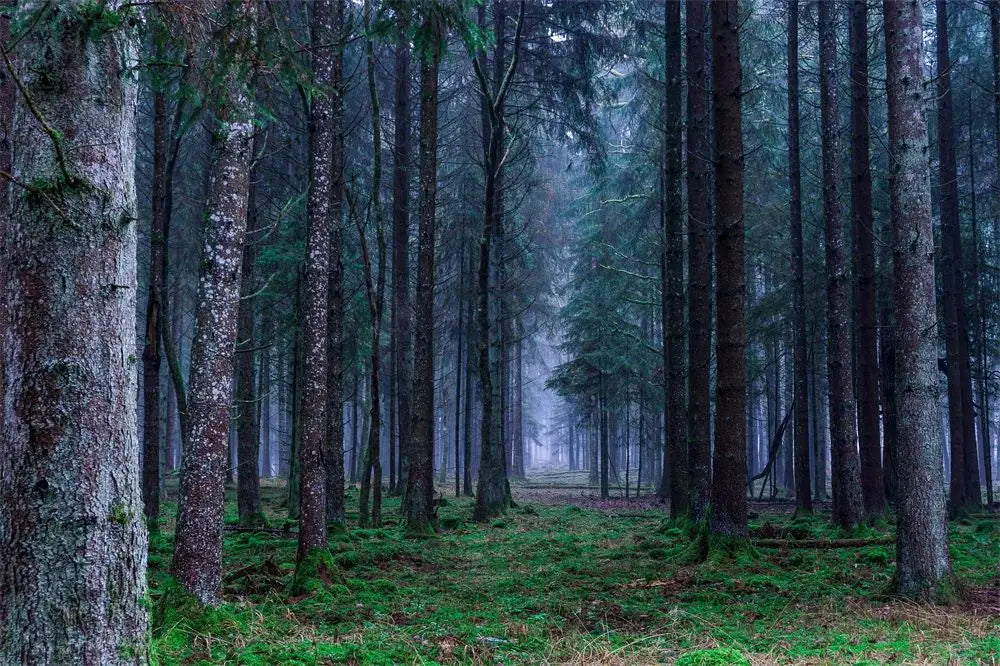 Dark Green Forest Fog Mountain Canvas Wall Art | Nature Poster