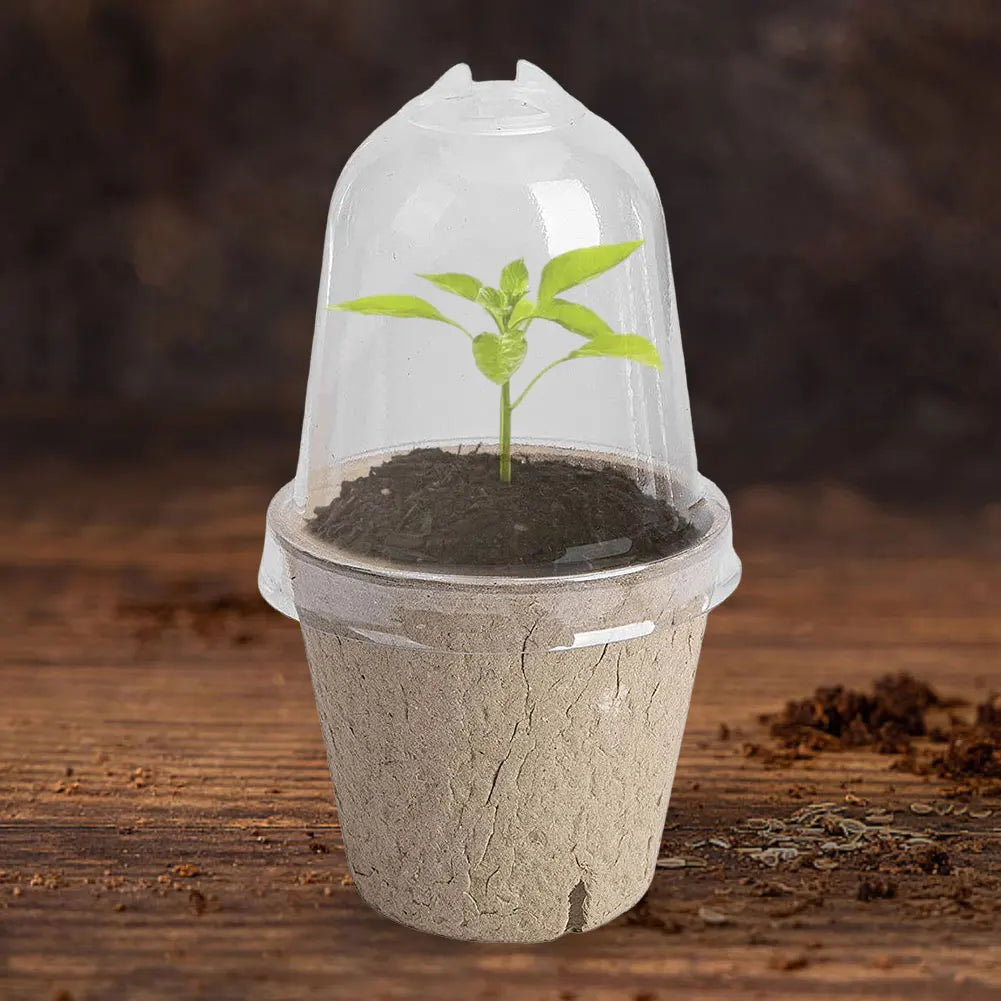10Pcs Seedling Cup Seedling Pot Transparent Lid Greenhouse Breeding Box Biodegradable Plant Growing Cup Versatile for Gardening Peaceful Pleasures Health and Wellness