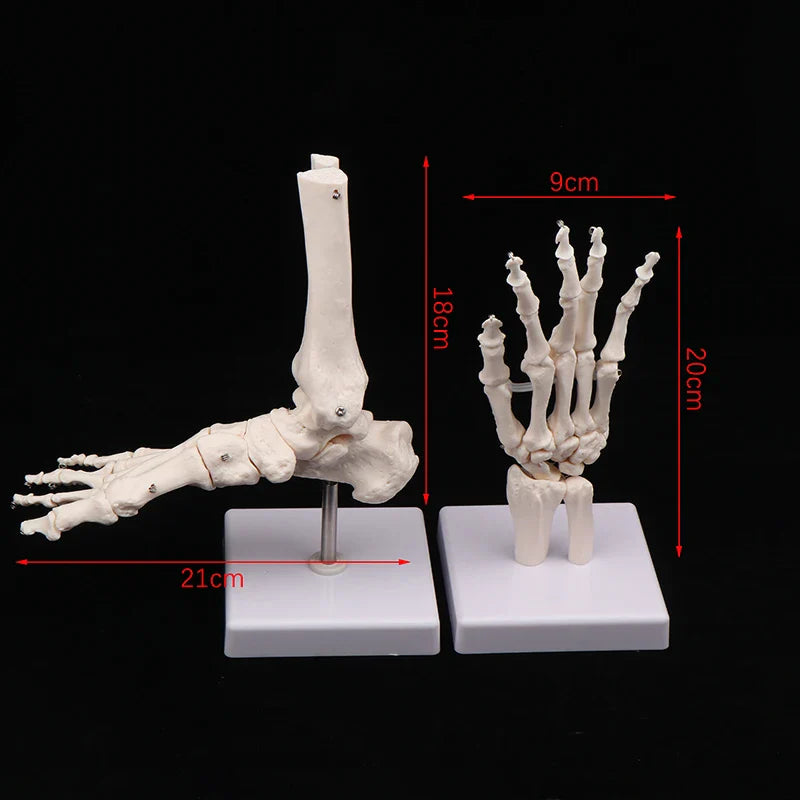 Anatomical Hand & Foot Skeleton Model – Movable Joints PVC