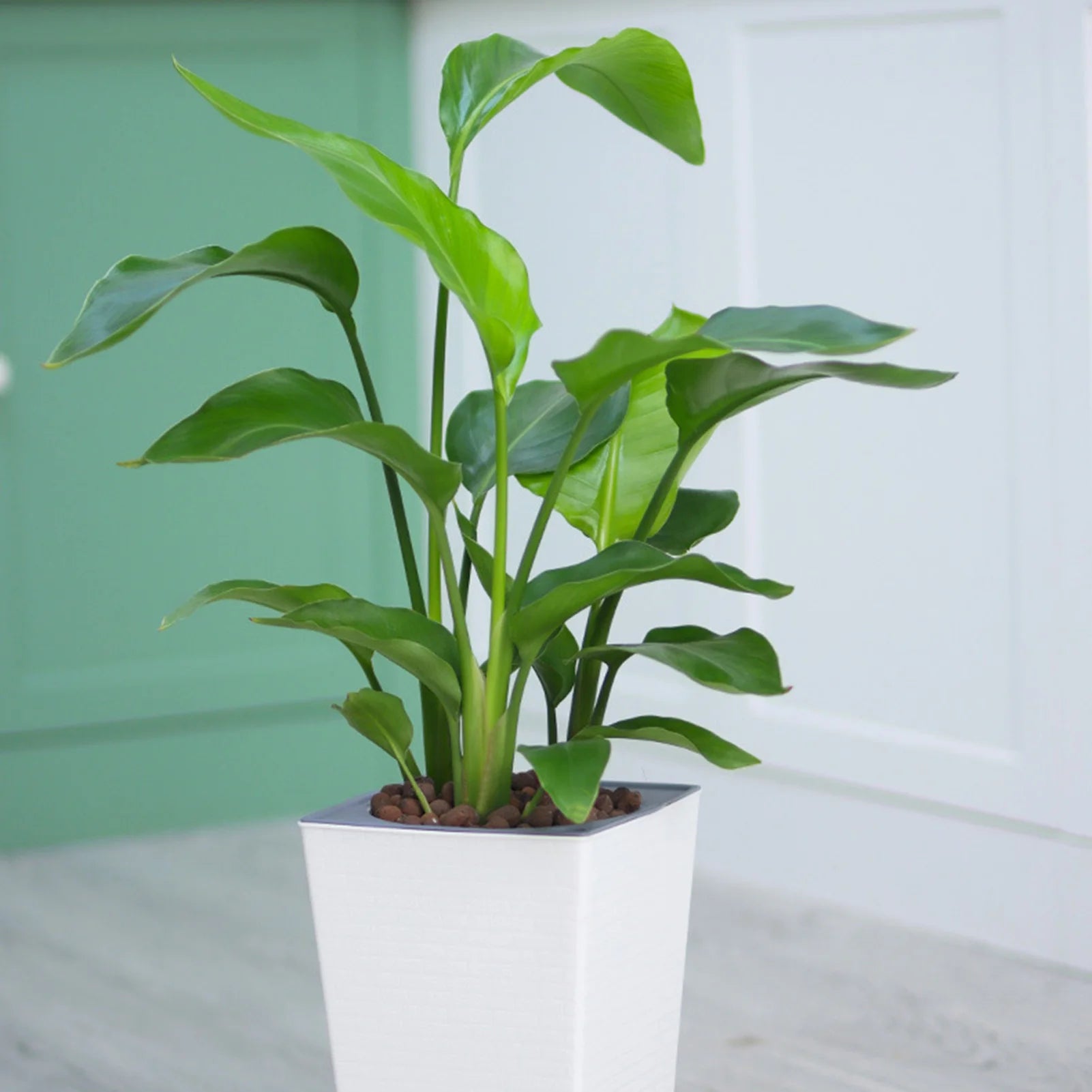 Self Watering Plastic Planter Smart Self Watering Plant Flower Pot for House Plants Succulents Peaceful Pleasures Health and Wellness