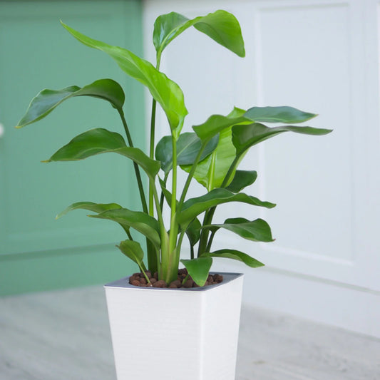 Self Watering Plastic Planter Smart Self Watering Plant Flower Pot for House Plants Succulents Peaceful Pleasures Health and Wellness