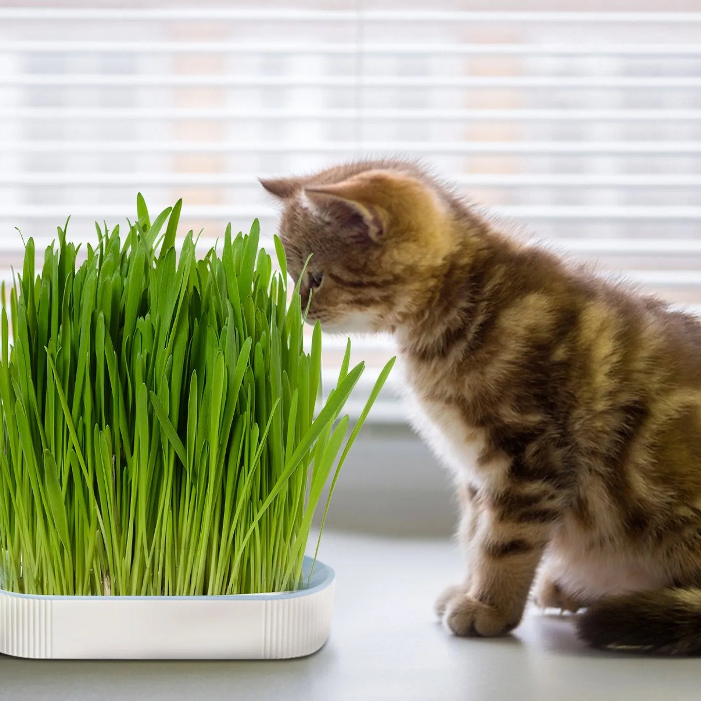 Soilless Cat Grass Hydroponic Growing Kit – Germination Tray