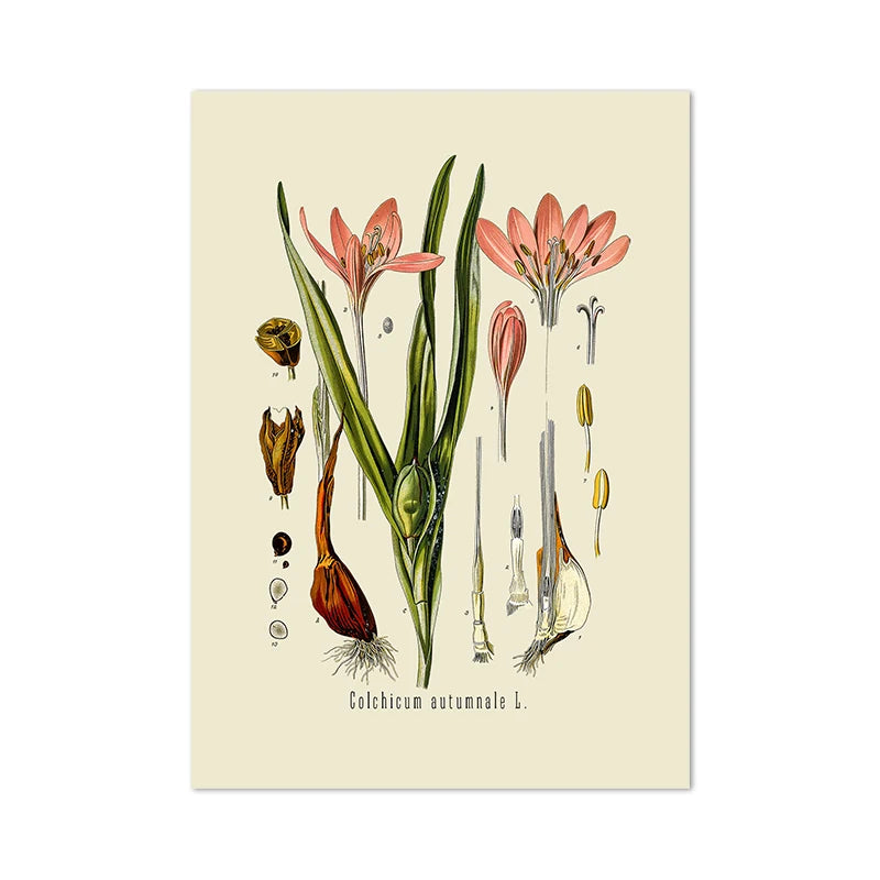 Botanical Studies Vintage Posters and Prints Antique French Plant Illustrations Canvas Painting Botany Wall Art Pictures Deco Peaceful Pleasures Health and Wellness