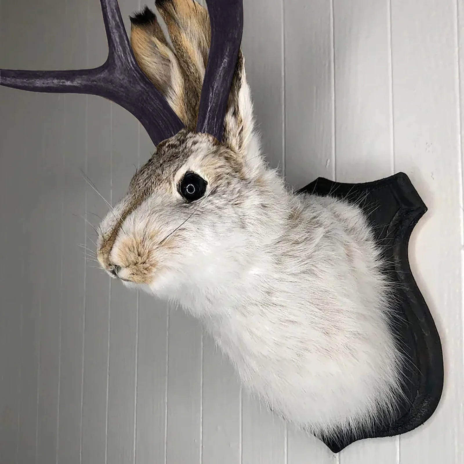 Easter Gift Bunny Head Antlers Wall Hanging Decoration Wall Decor Simulation Rabbit Specimen Resin Art Ornaments Jackalope Decor Peaceful Pleasures Health and Wellness color One Size