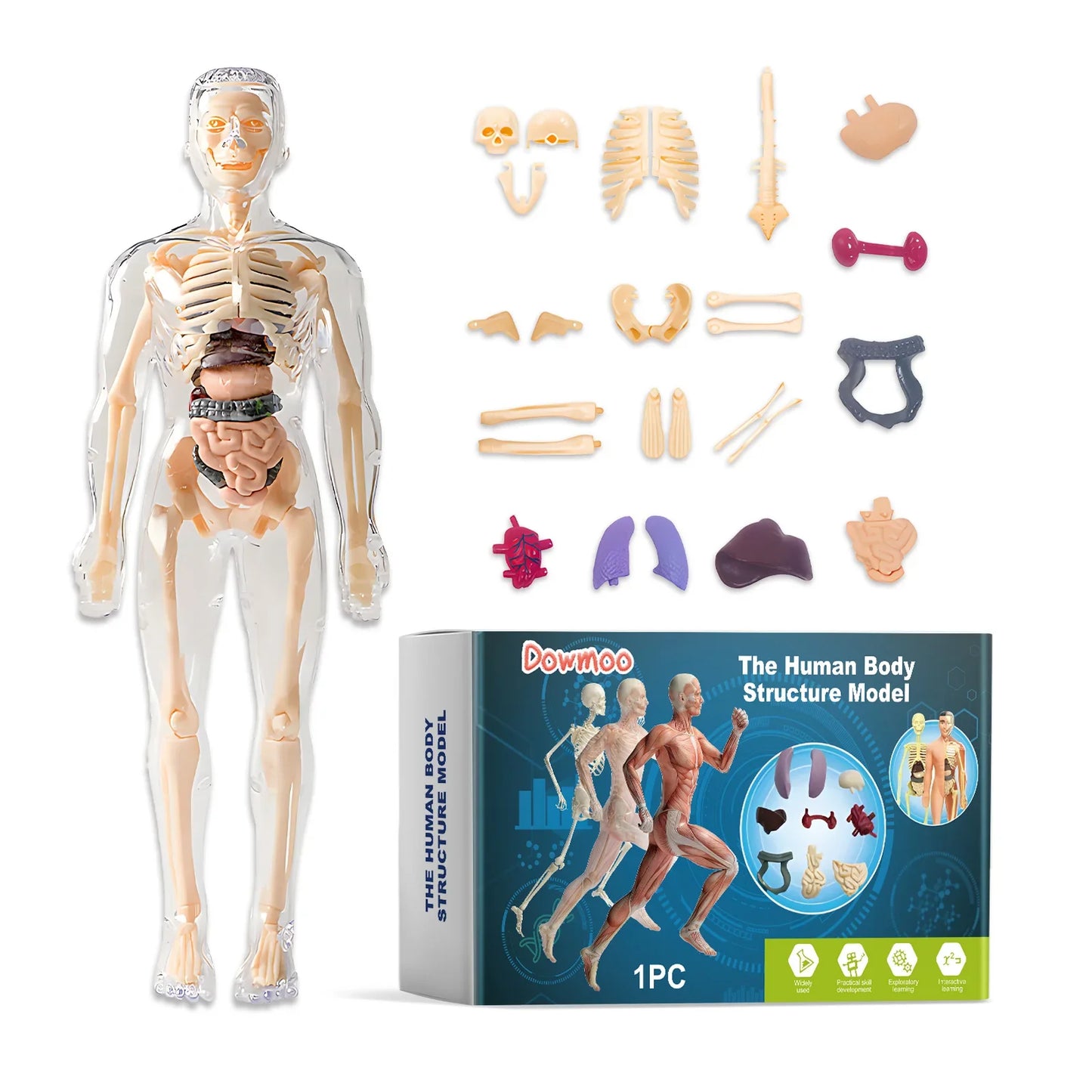 3D Human Body Anatomy Model – Detachable STEM Educational Toy