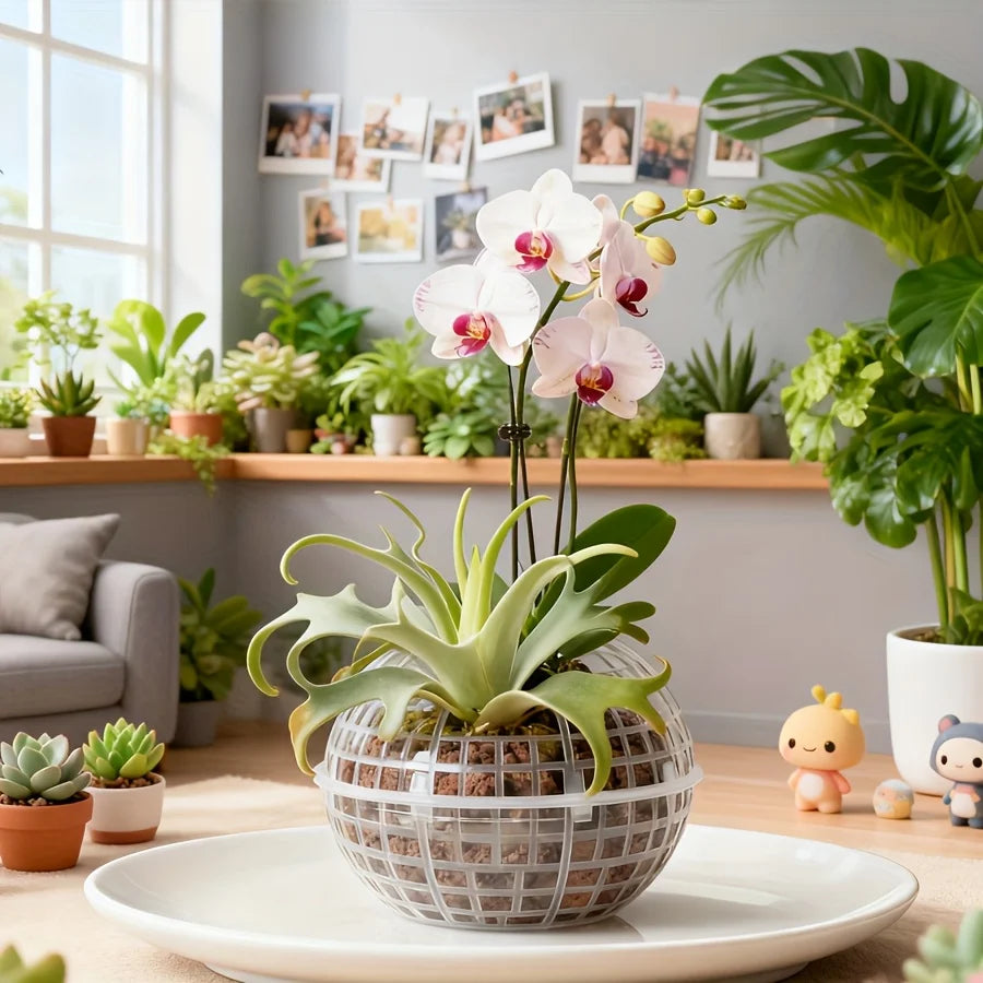 Wall-Mounted Moss Flowerpot Set for Succulents & Orchids