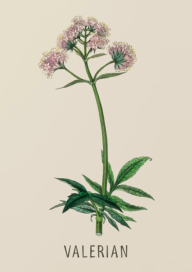 Vintage Botanical Herb & Flower Canvas Wall Art Poster Canvas Wall Art Peaceful Pleasures Health and Wellness DM117-9 30x40cm Unframed