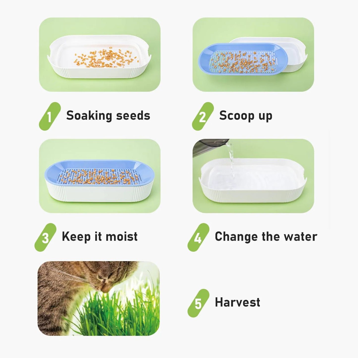 Soilless Cat Grass Hydroponic Growing Kit – Germination Tray