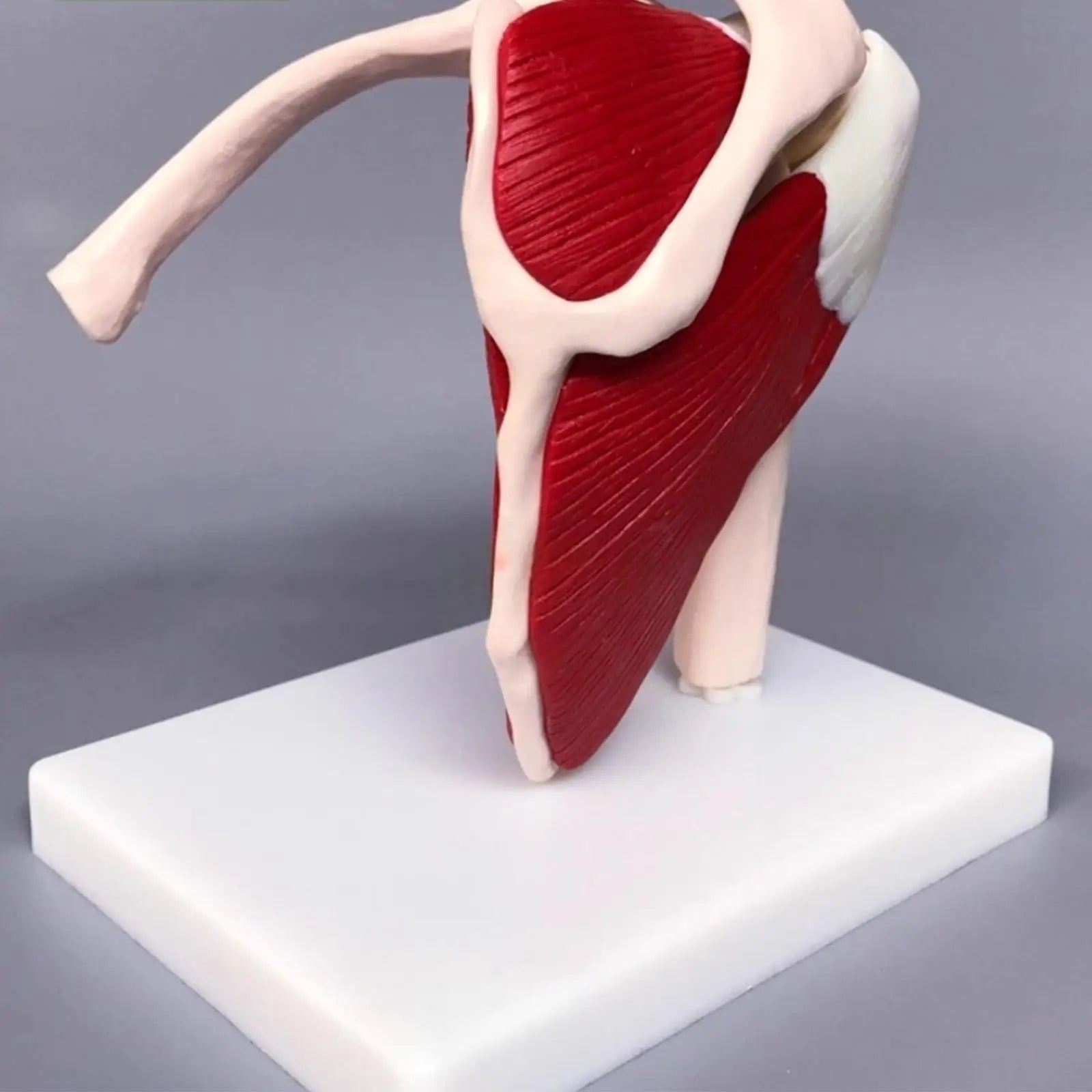 Human Anatomy Model Anatomical Education Tool Shoulder Anatomy Model For Doctor Teacher Men Women Boys Girls Youth Study Peaceful Pleasures Health and Wellness