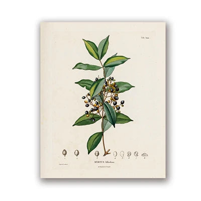 Botanical Studies Vintage Posters and Prints Antique French Plant Illustrations Canvas Painting Botany Wall Art Pictures Deco Peaceful Pleasures Health and Wellness