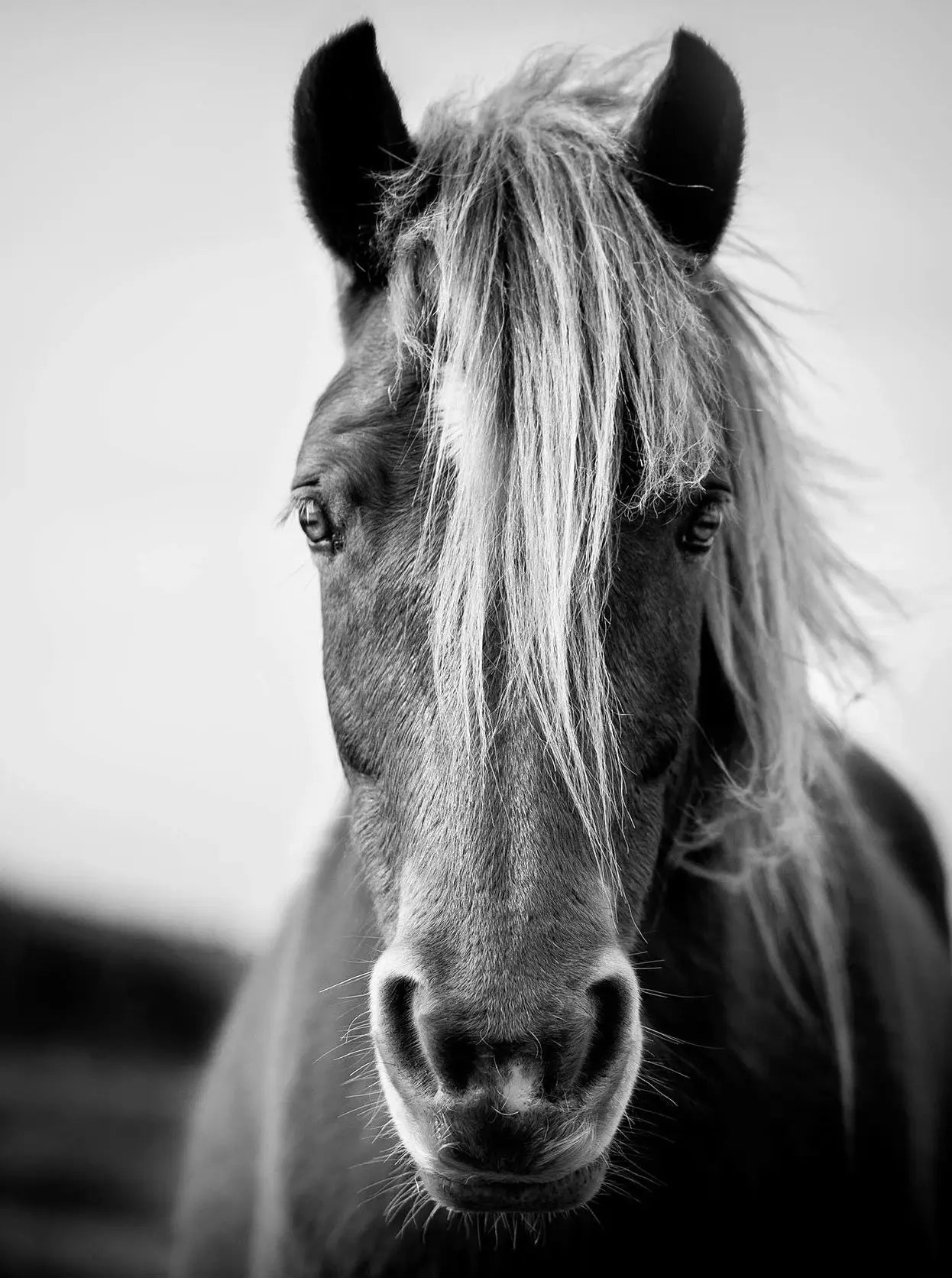 Black and White Horse Portrait Poster Print Canvas Painting Horses Running Animal Wall Picture for Farmhouse Room Home Decor Peaceful Pleasures Health and Wellness 12 30x40cm Unframed