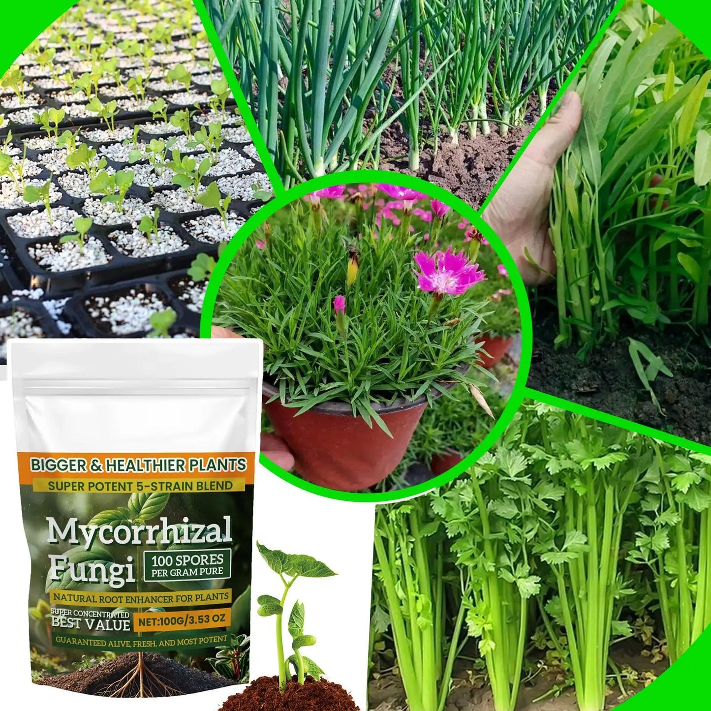 Plant Root Nutrient Powder | Biological Growth Enhancer Fertilizer