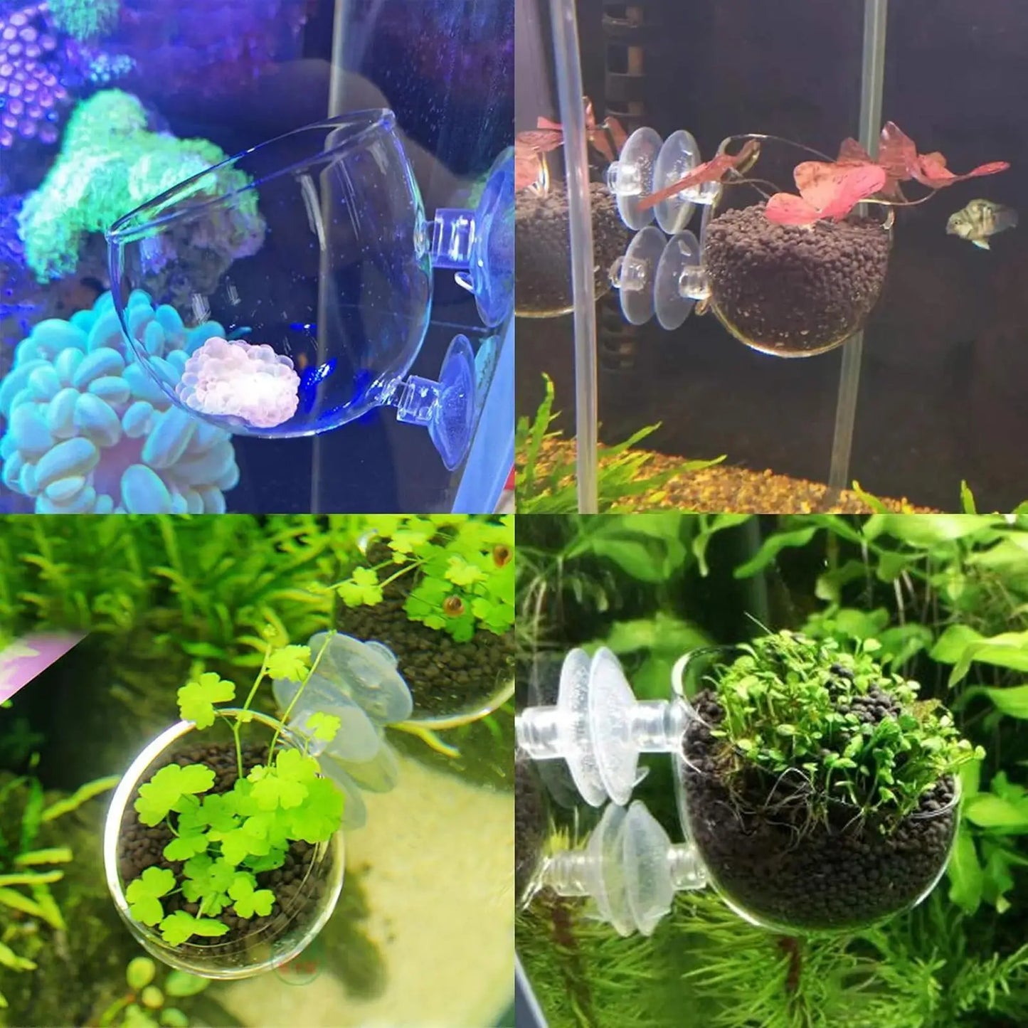 Aquarium Glass Plant Pot with Suction Cups | Fish Tank Planter