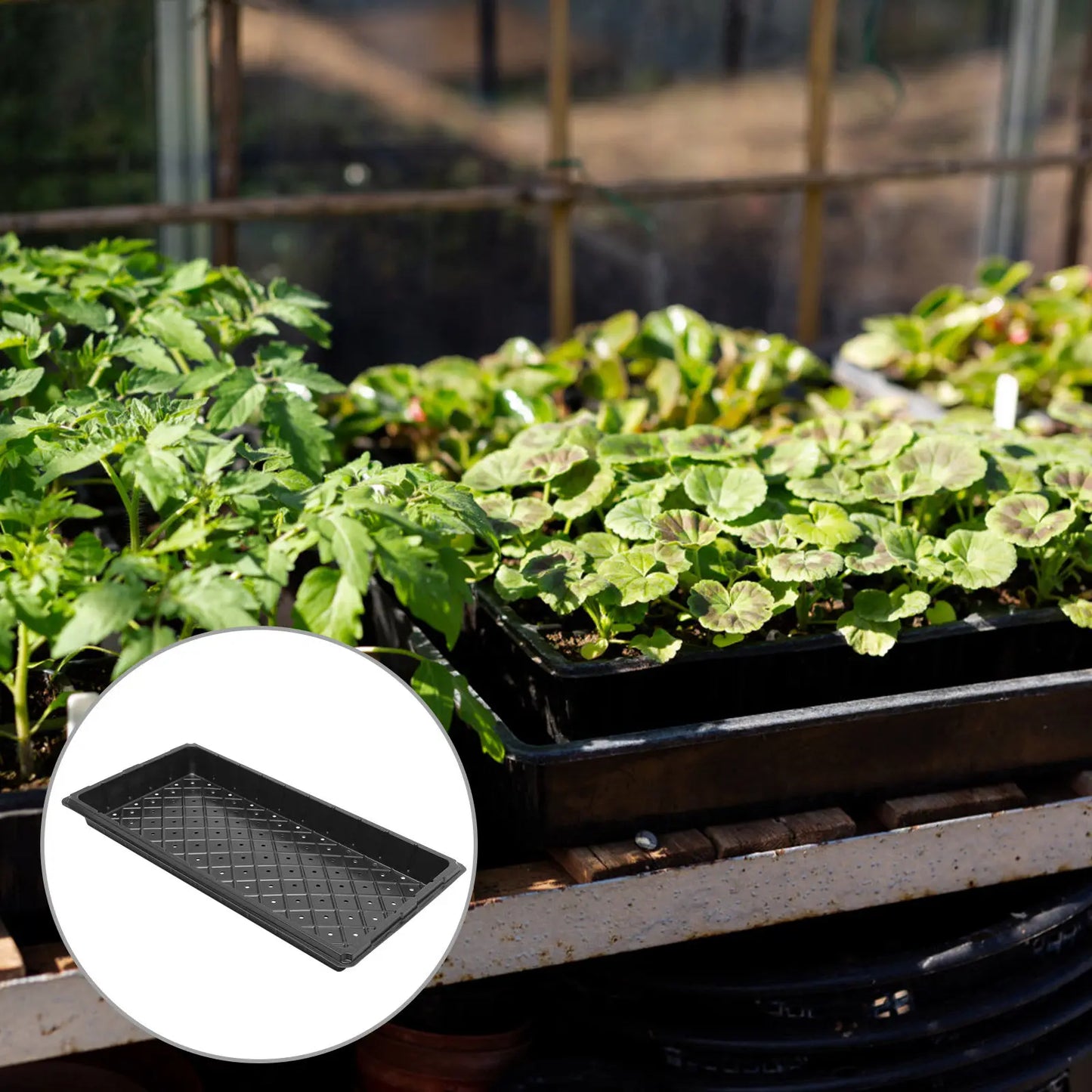 5Pcs Reusable Plant Growing Trays High Durability Germination Plates for Greenhouse Gardening and Agriculture Use Peaceful Pleasures Health and Wellness