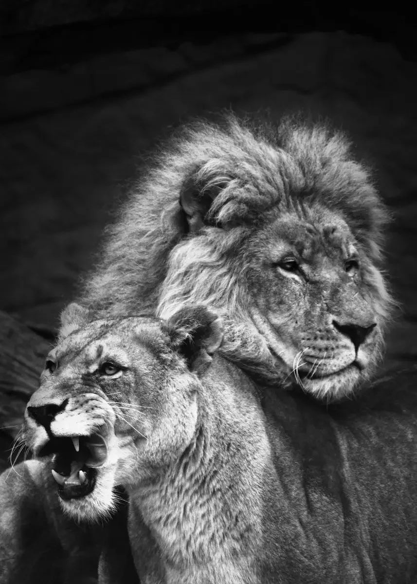 Black and White Animals Lions Family Elephant Giraffe Zebra Wall Poster Prints Canvas Painting Pictures for Kids Room Decor Peaceful Pleasures Health and Wellness