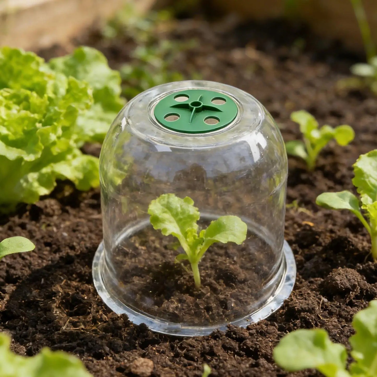 Plant Bell Cloche Cover – Frost & Cold Protection for Seedlings