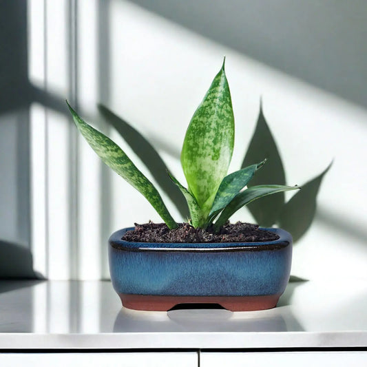 Ceramic Flower Pots with Drain Hole with Vent Design Easy to for Indoor and Outdoor Plants Peaceful Pleasures Health and Wellness