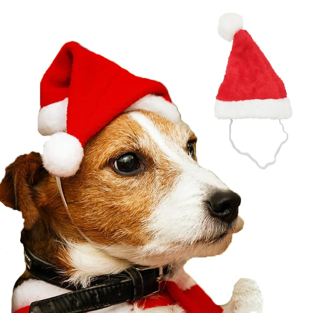 50 Pack Christmas Santa Hats for Dogs & Cats | Pet Costume