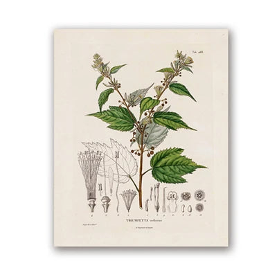 Botanical Studies Vintage Posters and Prints Antique French Plant Illustrations Canvas Painting Botany Wall Art Pictures Deco Peaceful Pleasures Health and Wellness PH5487 20x30cm Unframed