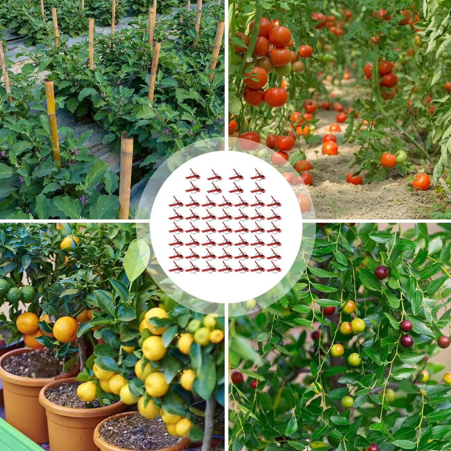 50-Pack Plant Grafting Clips | Vegetable Garden Grafting Tool