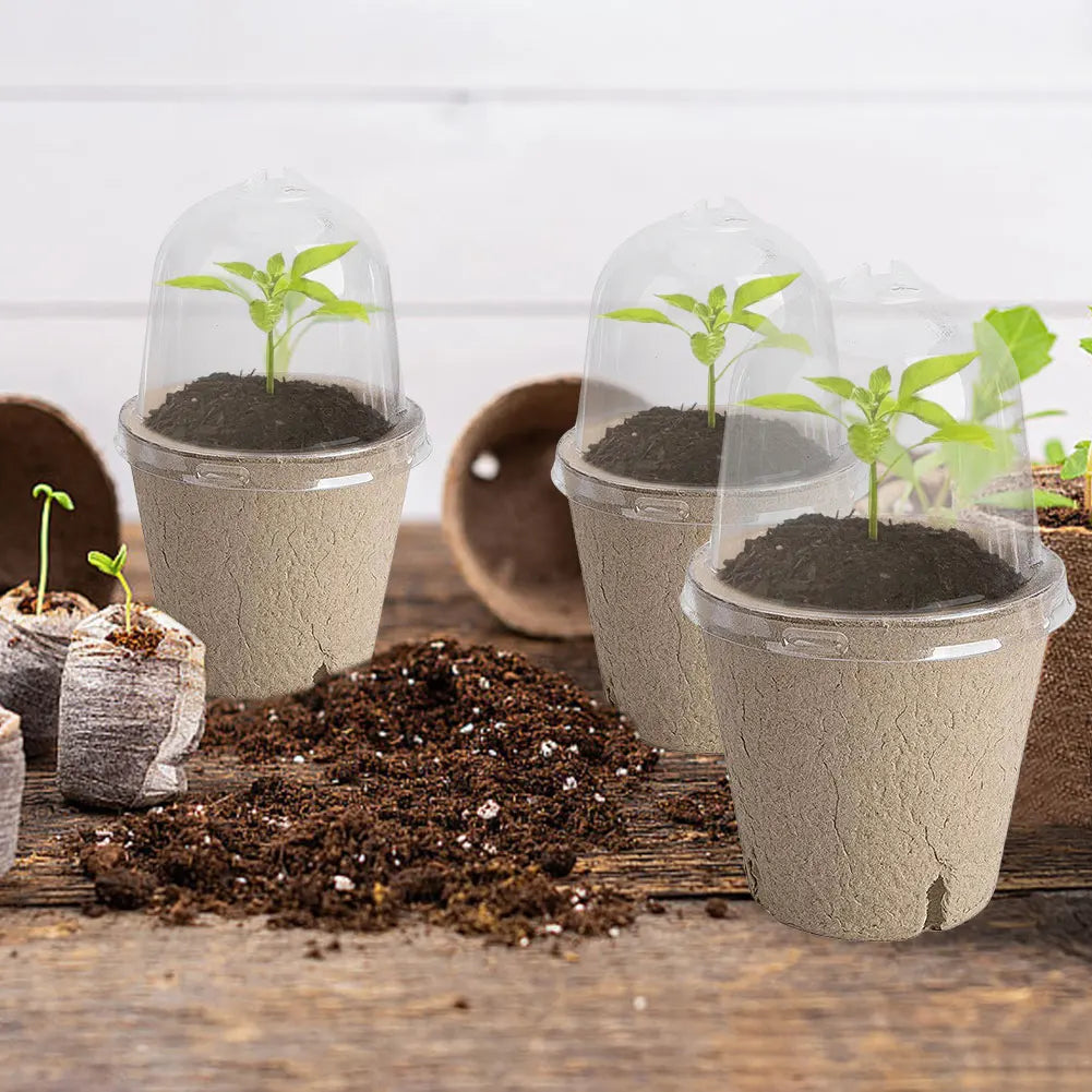 10Pcs Seedling Cup Seedling Pot Transparent Lid Greenhouse Breeding Box Biodegradable Plant Growing Cup Versatile for Gardening Peaceful Pleasures Health and Wellness