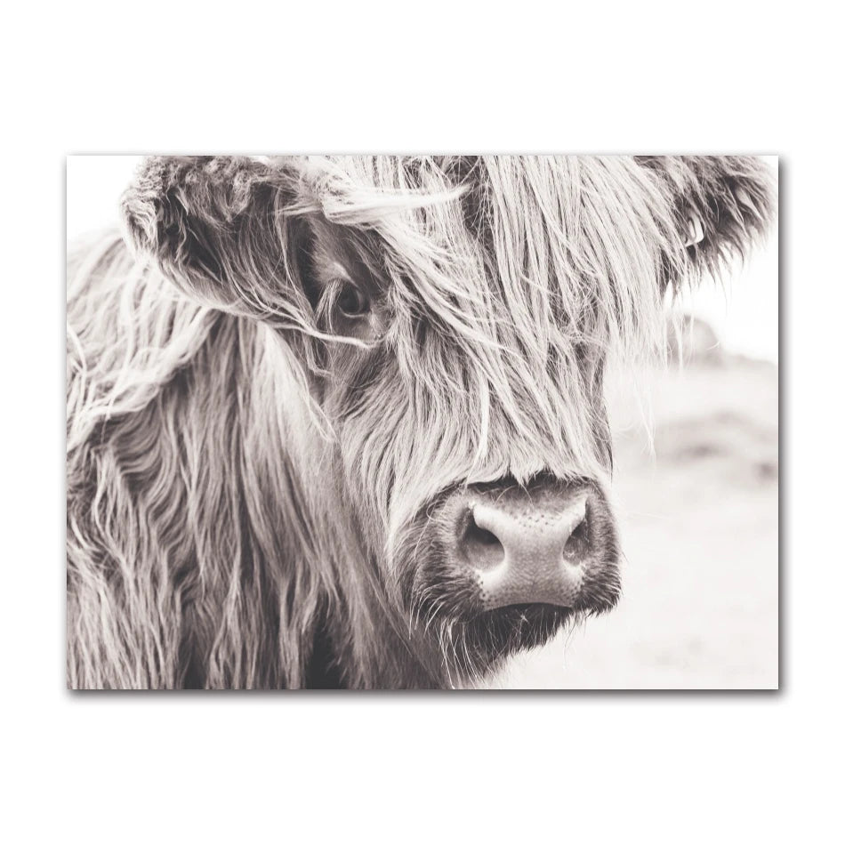 Scottish Highland Cattle Canvas Wall Art | Modern Animal Print