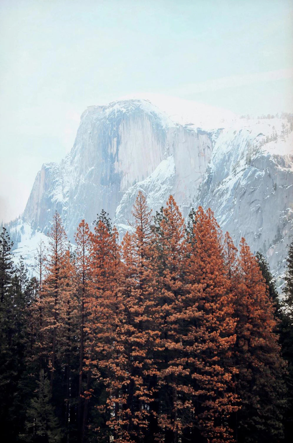Foggy Green Forest Mountain Canvas Wall Art | Landscape Print