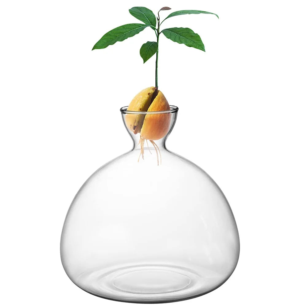 Avocado Seed Starter Glass Vase Growing Kit | Gift for Gardeners