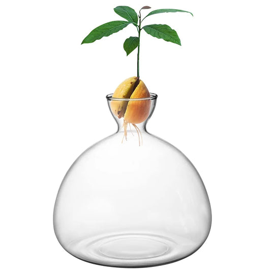 Avocado Seed Starter Glass Vase Growing Kit | Gift for Gardeners Seed Starter Vase Peaceful Pleasures Health and Wellness