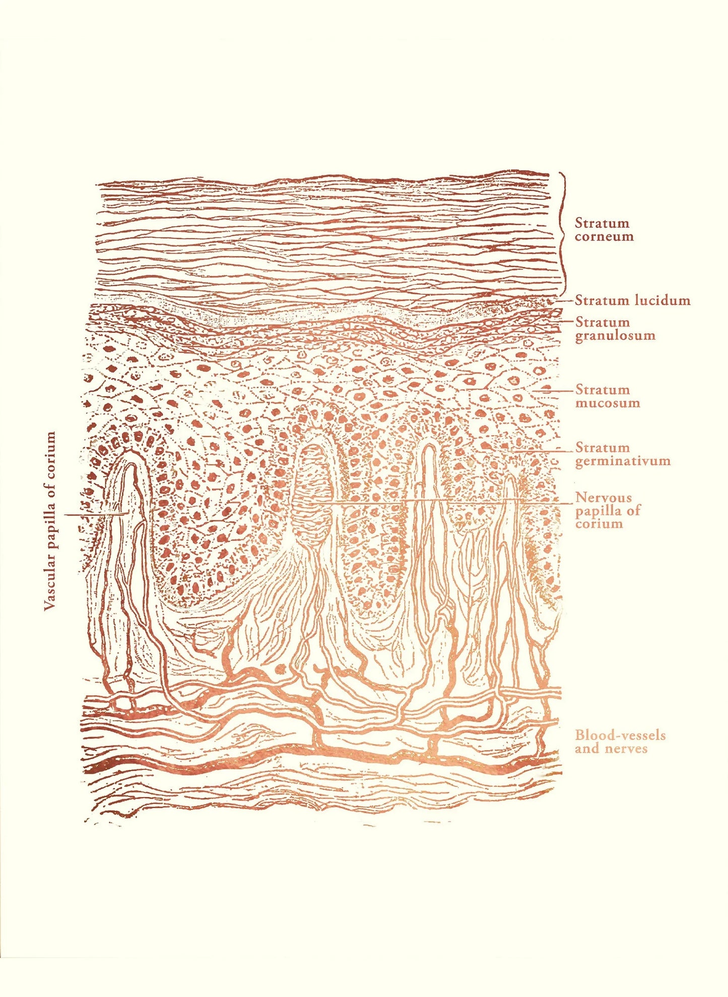 Skin Anatomy Canvas Wall Art | Esthetician & Spa Poster
