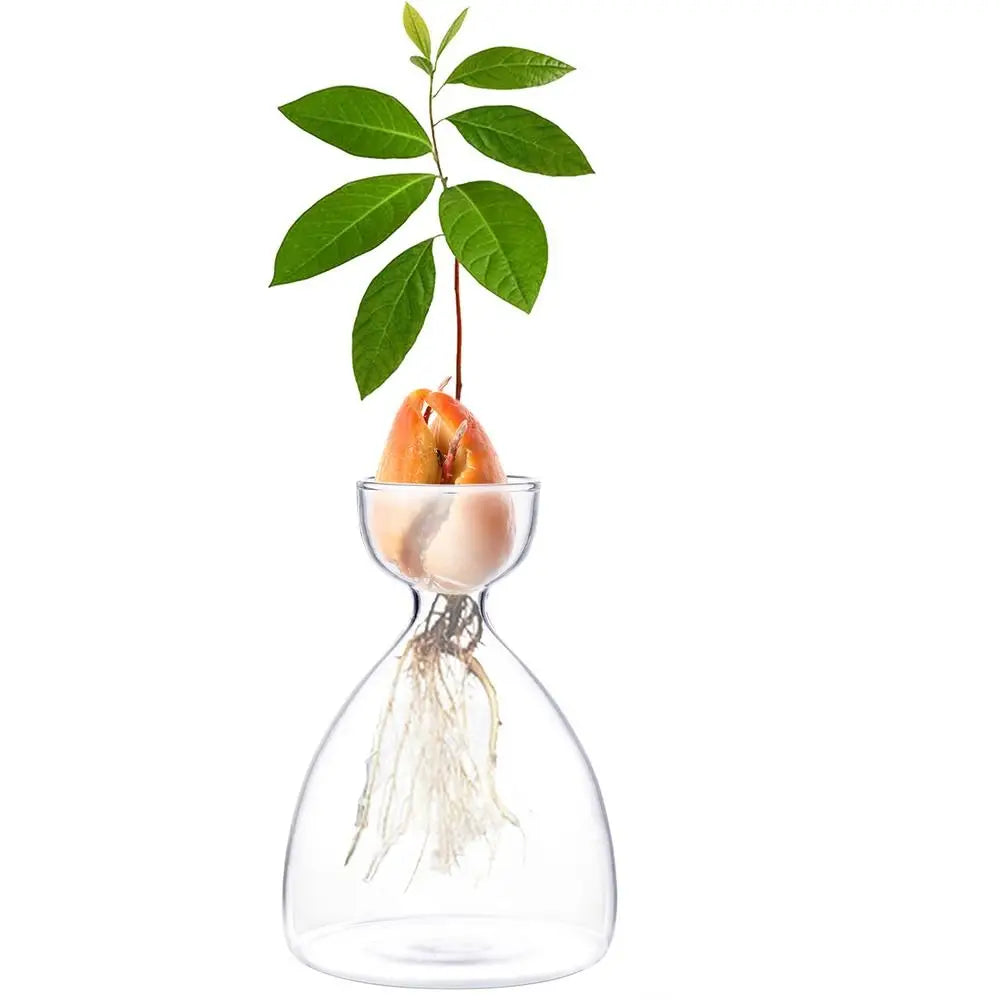 Avocado Seed Starter Glass Vase Growing Kit | Gift for Gardeners