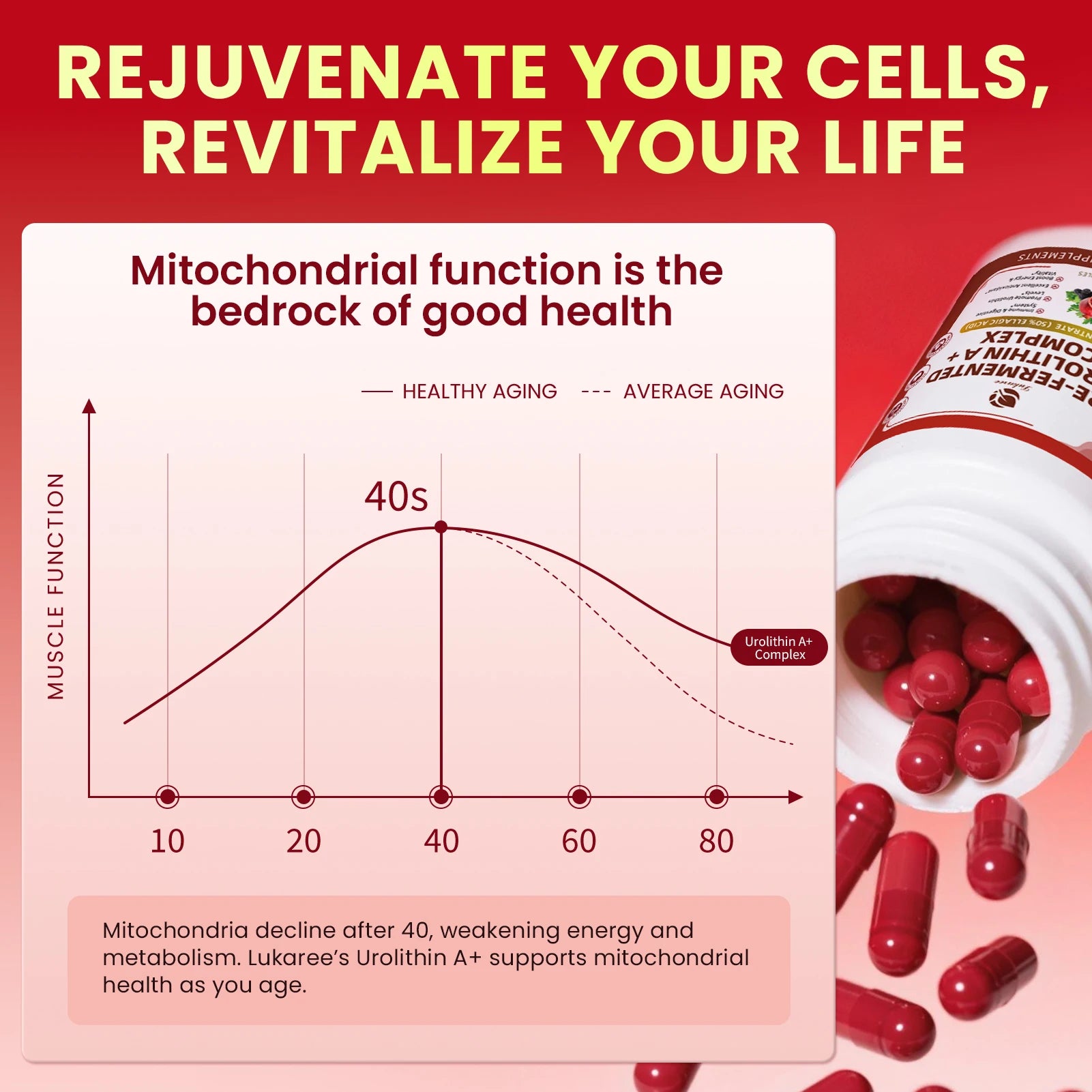 Urolithin A+ Complex Blend – Cellular Repair, Mental Clarity & Digestive Health Dietary Supplement Peaceful Pleasures Health and Wellness