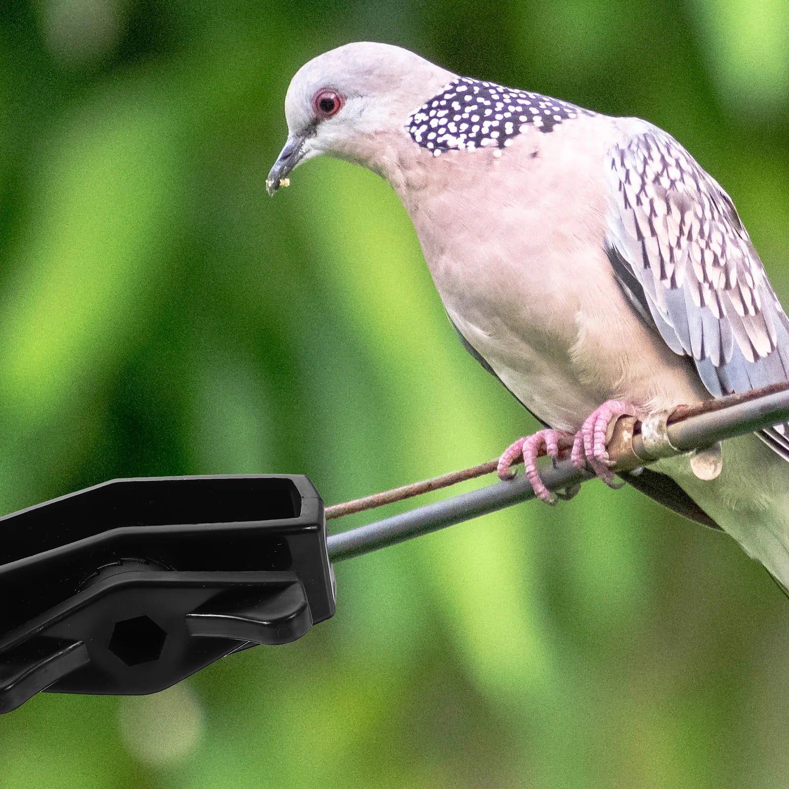 6pcs Cable Tensioner Electric Fence Wire Tensioner Tape Tightener Garden Steel Wire Tightenerser For Garden Fence Hardware Peaceful Pleasures Health and Wellness