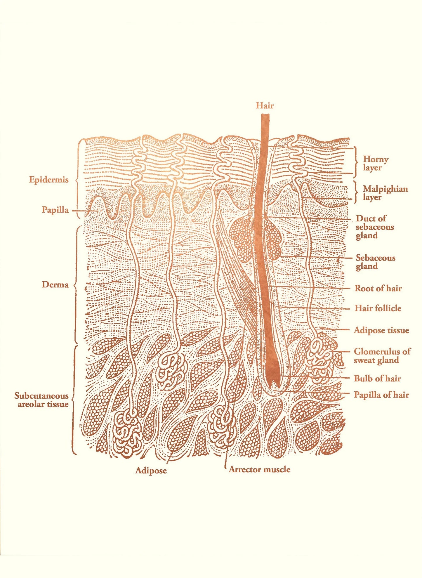 Skin Anatomy Canvas Wall Art | Esthetician & Spa Poster