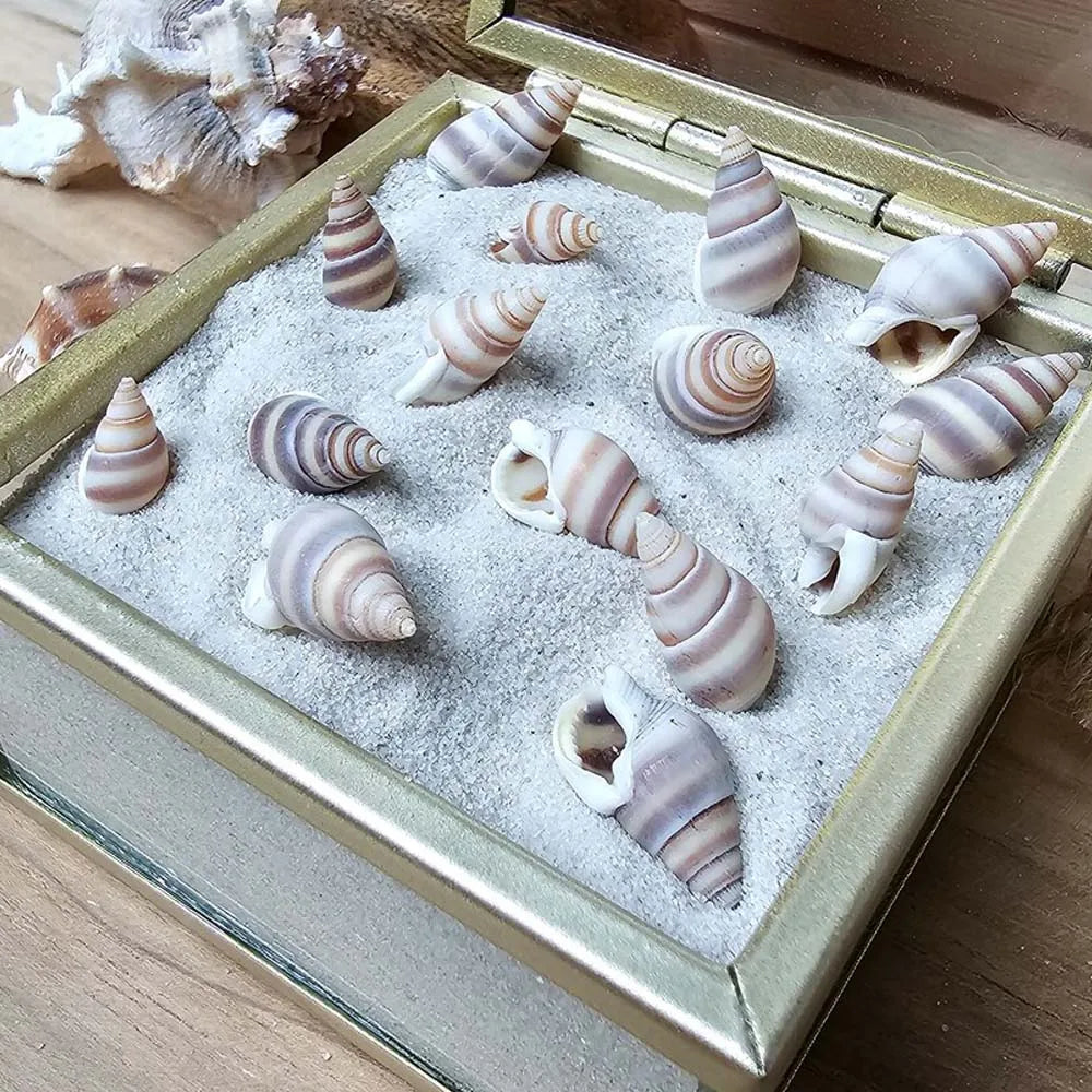 Mini Sea Shells Box – Tiny Beach Shells for Crafts & Décor