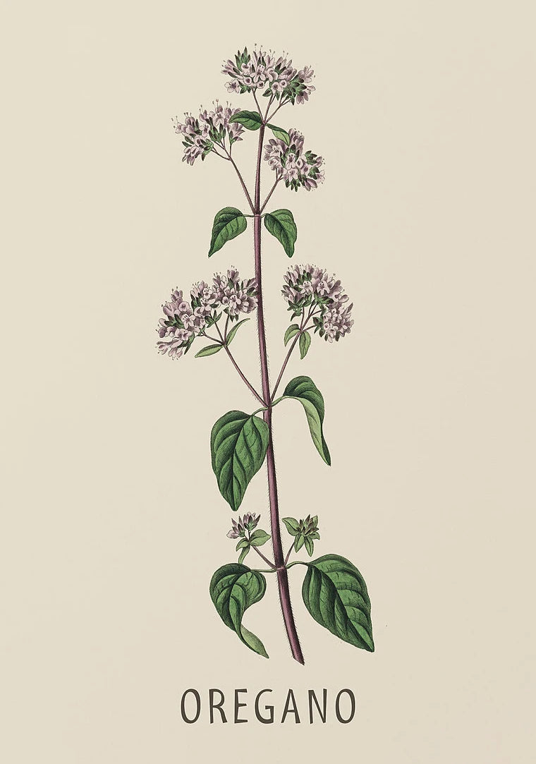 Vintage Botanical Herb & Flower Canvas Wall Art Poster Canvas Wall Art Peaceful Pleasures Health and Wellness DM117-2 40x60cm Unframed