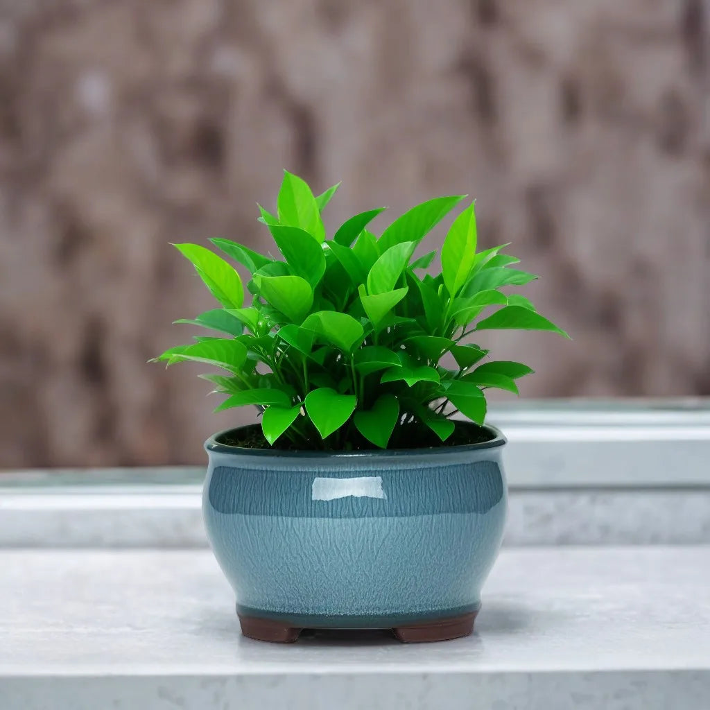Ceramic Garden Planter Pots Ceramic Plant Pots with Drainage Holes for Indoor Flowers Cactus Herbs Aloes Peaceful Pleasures Health and Wellness