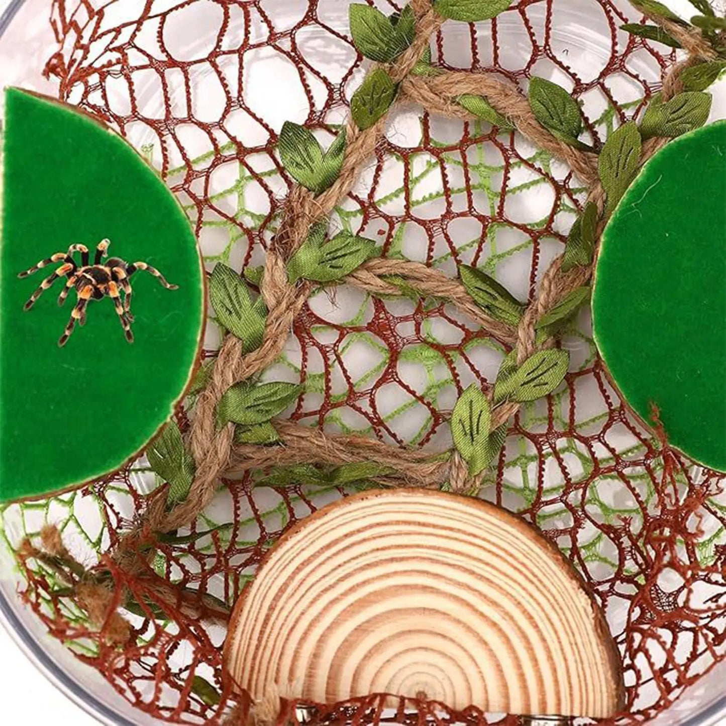 Jumping Spider Enclosure Accessories – Moss & Climbing Decor Set Terrarium Decor Set Peaceful Pleasures Health and Wellness
