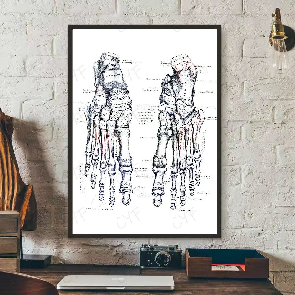 Human Anatomy Muscle System Poster HD art sticky wall waterproof home living room bedroom bar aesthetic decoration Peaceful Pleasures Health and Wellness z5 15X20cmNoframe