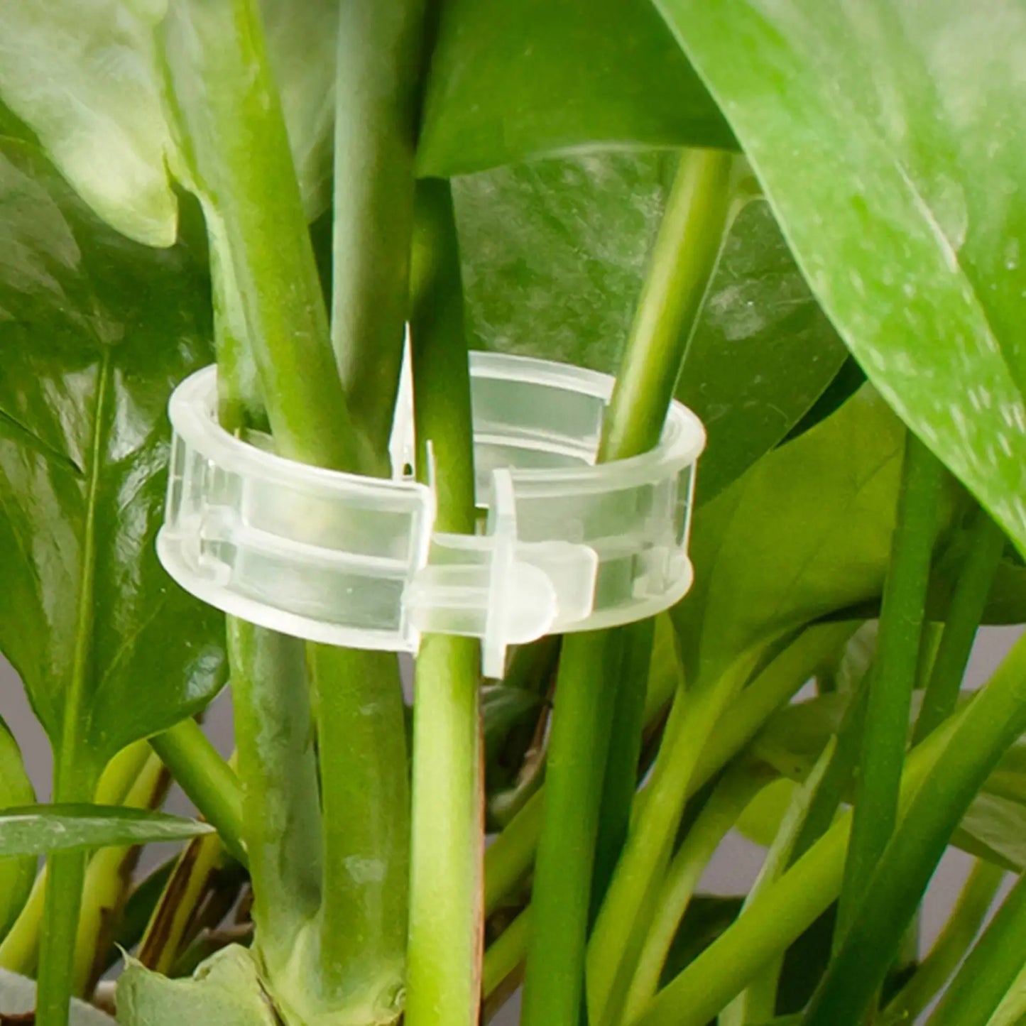 100-Pc Plant Support Clips – Trellis Clips for Climbing Plants