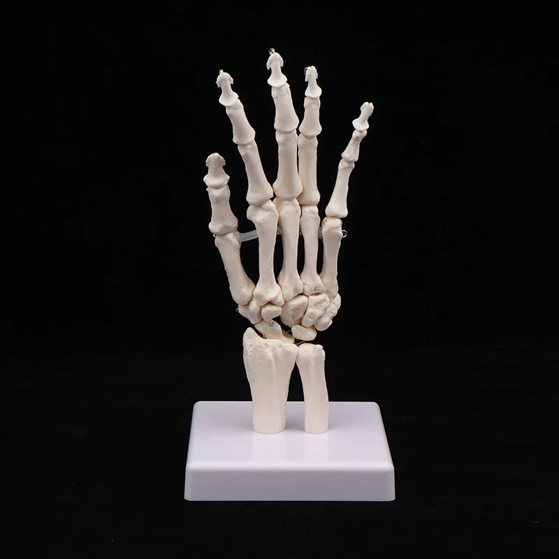 Anatomical Hand & Foot Skeleton Model – Movable Joints PVC