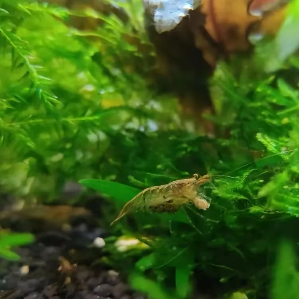 SERLAVEXA High-Calcium Shrimp Food Sinking Pellets with Spoon