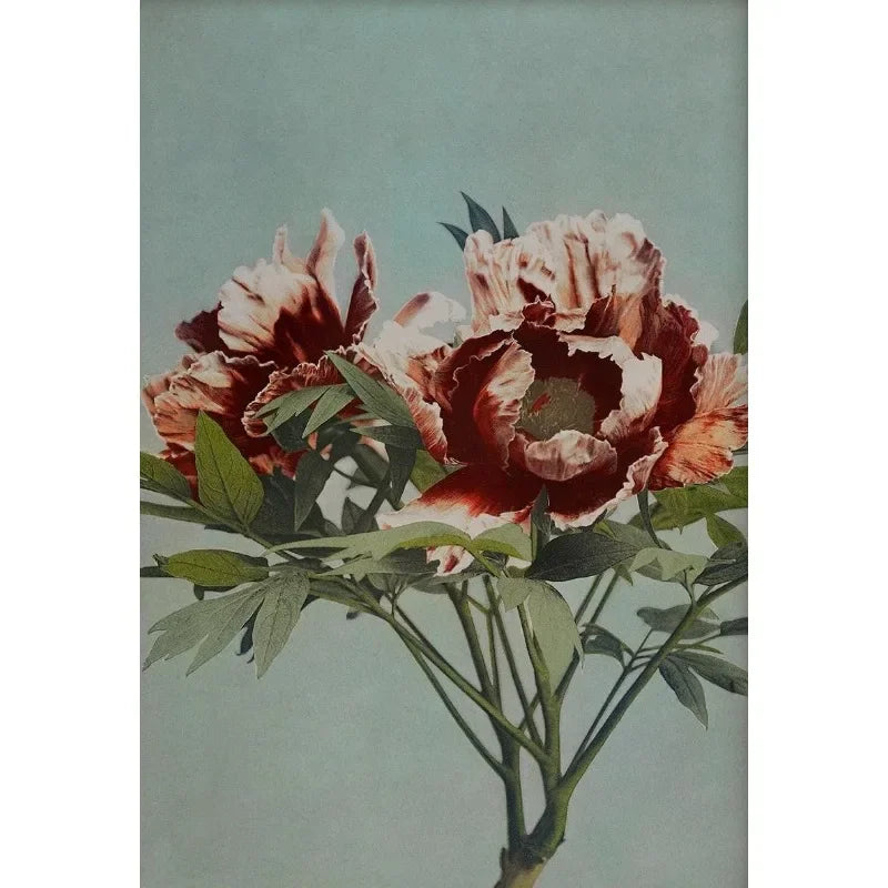 Retro Japanese Floral Illustration Poster Nature Botanical Flower Dahlia Sakura Azalea Canvas Painting Wall Art Room Home Dec Peaceful Pleasures Health and Wellness 13 20x30cm Unframed